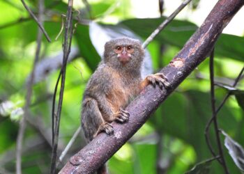 Две нови џуџести мармозети се родија во зоолошката градина во Скопје