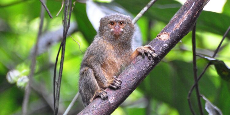 Две нови џуџести мармозети се родија во зоолошката градина во Скопје