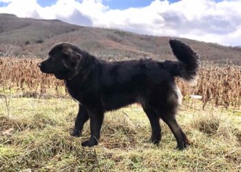 Караманот официјално признат како македонска автохтона раса