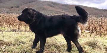 Караманот официјално признат како македонска автохтона раса