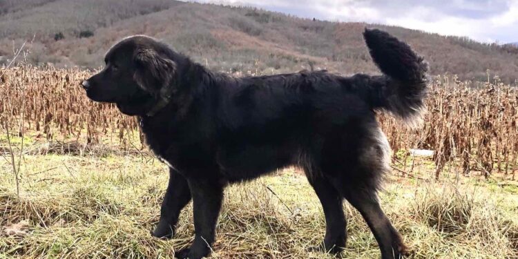 Караманот официјално признат како македонска автохтона раса