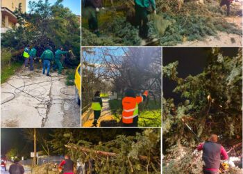 Паднати дрвја и искинати кабли во Скопје поради засилен ветер