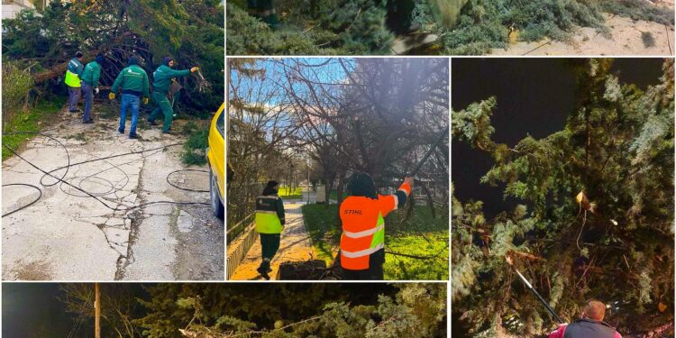 Паднати дрвја и искинати кабли во Скопје поради засилен ветер