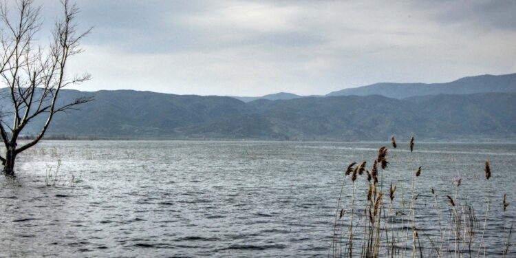 Расте бројот на водни птици на Дојранското Езеро
