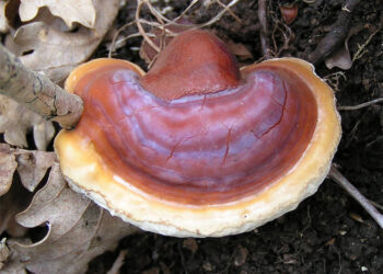 Јапонските лековити печурки: Природна надеж во борбата против рак