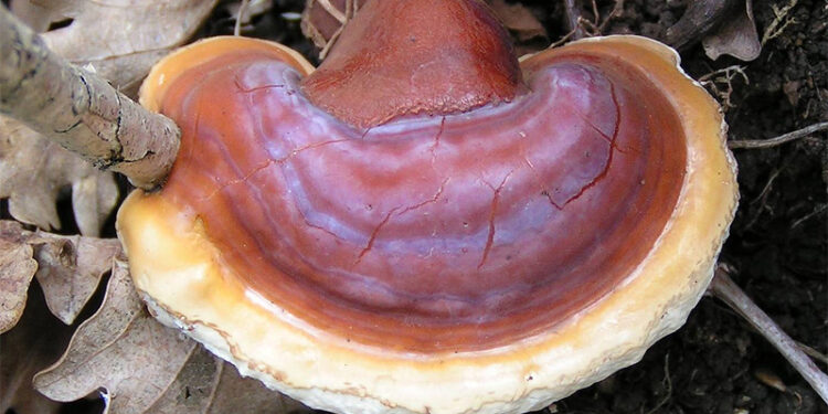 Јапонските лековити печурки: Природна надеж во борбата против рак