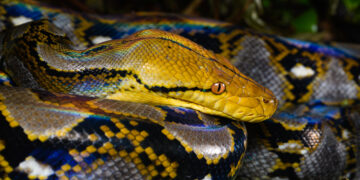 Ибу Барон – најдолгиот питон откриен во природата