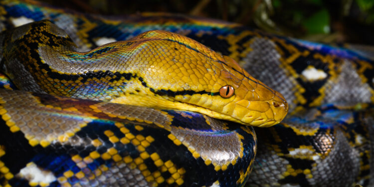 Ибу Барон – најдолгиот питон откриен во природата