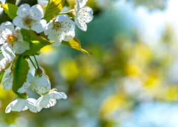 Сончеви денови и суво време: Пролетни температури до 20°C во Македонија