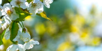 Сончеви денови и суво време: Пролетни температури до 20°C во Македонија