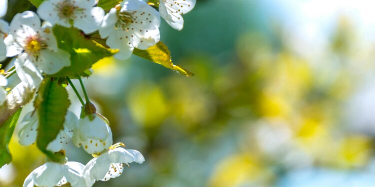 Сончеви денови и суво време: Пролетни температури до 20°C во Македонија