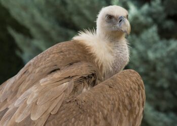 Нов меѓународен проект за заштита на белоглавиот мршојадец во Македонија
