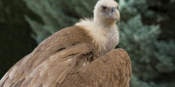 Нов меѓународен проект за заштита на белоглавиот мршојадец во Македонија