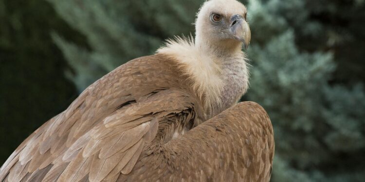Нов меѓународен проект за заштита на белоглавиот мршојадец во Македонија