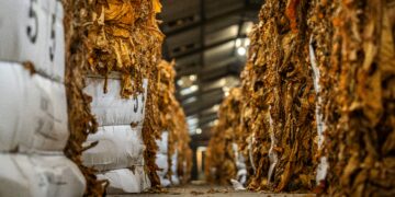 Реколтата на тутун од 2025 година се смета за успешна, земјоделците задоволни со цената и субвенциите