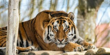 72 тигри умреле за две недели: Епидемија во туристички парк во Тајланд