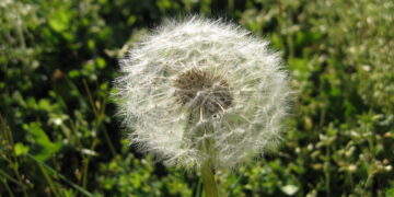 Глуварчето како природен лек против ракот: Што покажуваат лабораториите?