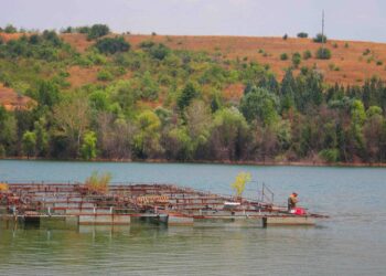 Езерото Младост повторно контаминирано од мртва растителна маса и фекално загадување