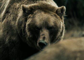 Во Ростуше снимена мечка како се шета низ селото (ВИДЕО)