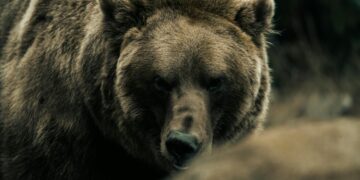 Во Ростуше снимена мечка како се шета низ селото (ВИДЕО)