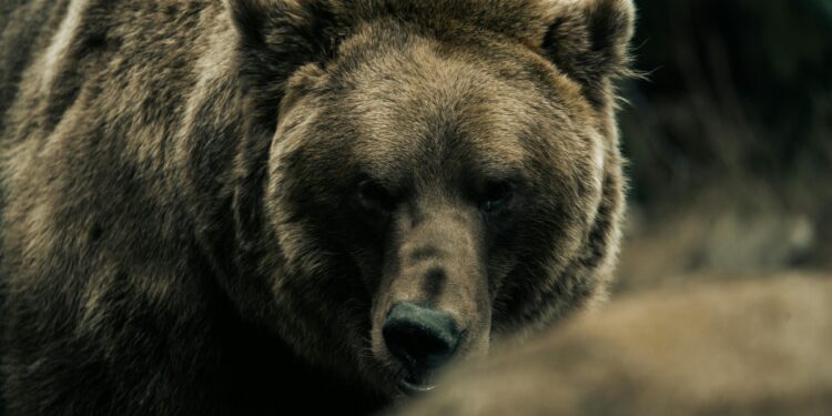 Во Ростуше снимена мечка како се шета низ селото (ВИДЕО)