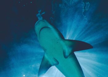 Кокаин и лекови пронајдени во крвта на тропски ајкули на Бахамите