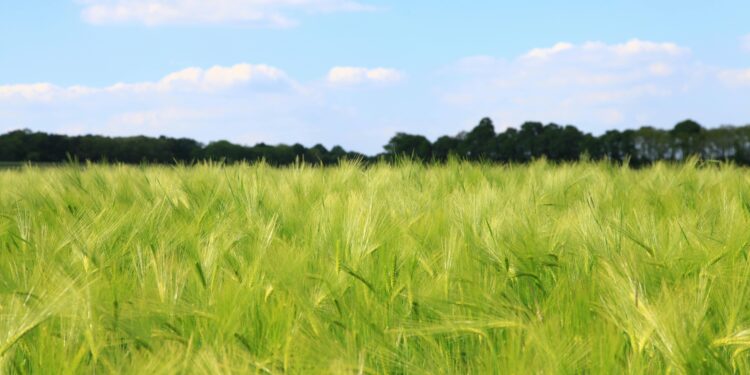 Сончев ден со мала облачност, температурите растат до 20 степени