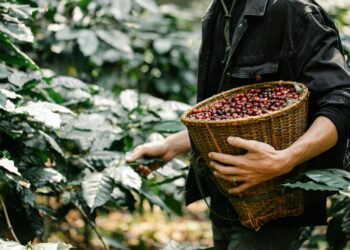 16 агро-производители во Македонија добија поддршка на домашен семенски материјал од 38 милиони денари
