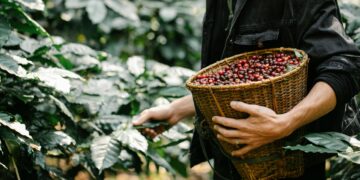 16 агро-производители во Македонија добија поддршка на домашен семенски материјал од 38 милиони денари