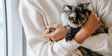 Мачките како терапевти: Како нивното присуство го подобрува нашето здравје?