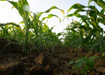 Земјоделците во Македонија се соочуваат со сериозни предизвици: Националната федерација на фармери бара конкретни мерки