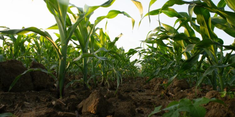 Земјоделците во Македонија се соочуваат со сериозни предизвици: Националната федерација на фармери бара конкретни мерки