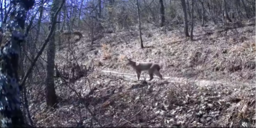 Извор: Screenshot