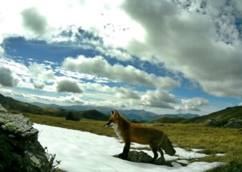 60 нови камери за заштита на природата и дивиот свет поставени во Националниот парк Маврово