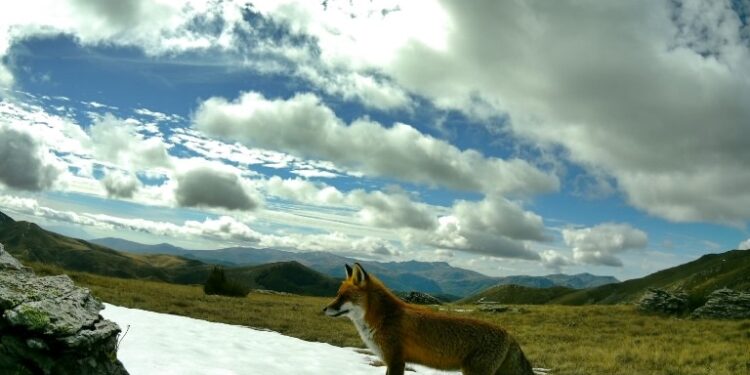 60 нови камери за заштита на природата и дивиот свет поставени во Националниот парк Маврово