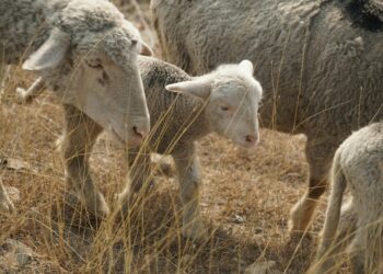 АХВ спречи увоз на над 10 тони јагнешка кожа поради ризик од чума