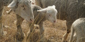 АХВ спречи увоз на над 10 тони јагнешка кожа поради ризик од чума