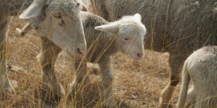 АХВ спречи увоз на над 10 тони јагнешка кожа поради ризик од чума
