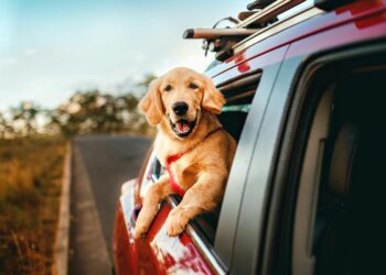 Промени во ЕУ правилата за патување со миленичиња: Повеќе контроли, посилна документација и ограничувања