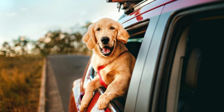 Промени во ЕУ правилата за патување со миленичиња: Повеќе контроли, посилна документација и ограничувања