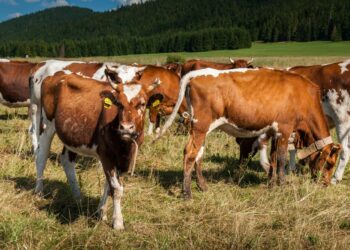 Паметна обука за преработка на млеко и месо: Нов европски проект во вредност од 500 илјади евра