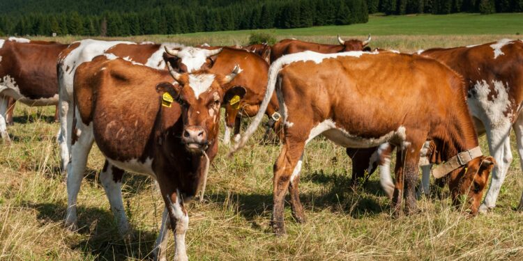 Паметна обука за преработка на млеко и месо: Нов европски проект во вредност од 500 илјади евра