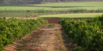 Само 40% од обработливата земја е искористена: Македонија сè помалку произведува храна