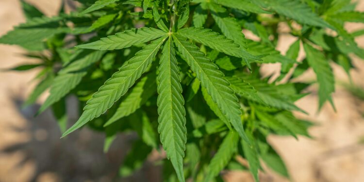 Рудник кај Ќустендил претворен во лабораторија за канабис