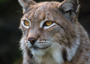 Камерите во Националниот парк „Шебеник“ повторно забележаа присуство на балканскиот рис