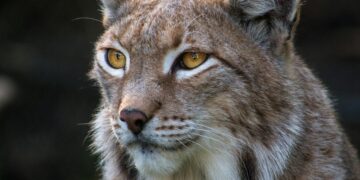 Камерите во Националниот парк „Шебеник“ повторно забележаа присуство на балканскиот рис