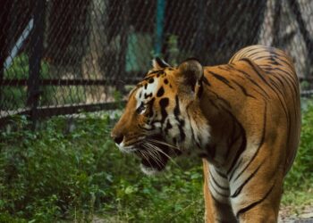 Тигар скокнал меѓу гледачите во циркус во Русија (ВИДЕО)