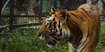 Тигар скокнал меѓу гледачите во циркус во Русија (ВИДЕО)