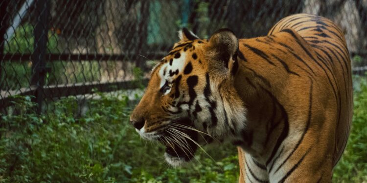 Тигар скокнал меѓу гледачите во циркус во Русија (ВИДЕО)