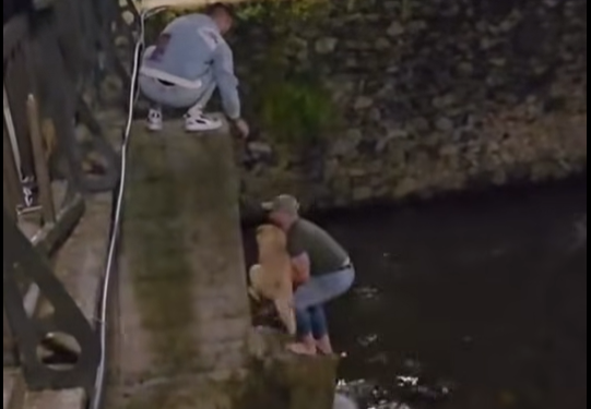 Херојски чин во Битола: Две момчиња влегоа во ледениот Драгор за да спасат куче (ВИДЕО)